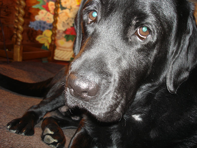 multiple labrador fatlabllc