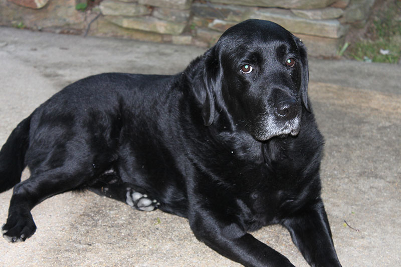 guinness fatlab memorial